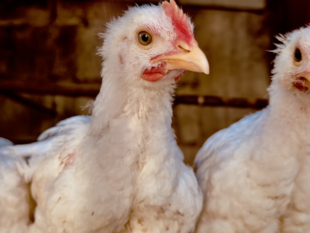 Close-up of plump broiler chickens ready for sale.