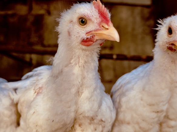 A close-up of a white chicken with a red comb and wattles, standing in front of a blurred brown background. Another chicken is partially visible beside it, showcasing its fluffy feathers and alert expression.