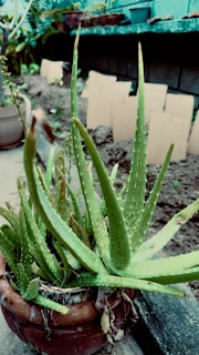 A lush green aloe vera plant is growing in a terracotta pot, surrounded by other pots on an outdoor shelf. The plant's thick, spiky leaves are prominent, with some smaller plants visible in the background. The setting is a garden area with soil and additional plants being cultivated.