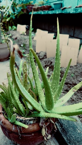 A lush green aloe vera plant is growing in a terracotta pot, surrounded by other pots on an outdoor shelf. The plant's thick, spiky leaves are prominent, with some smaller plants visible in the background. The setting is a garden area with soil and additional plants being cultivated.