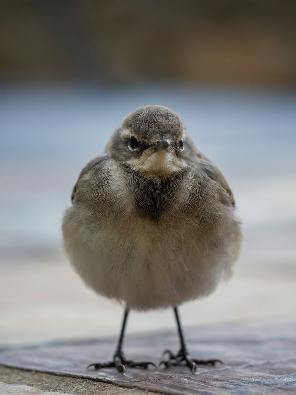 a small bird standing on top of a piece of wood