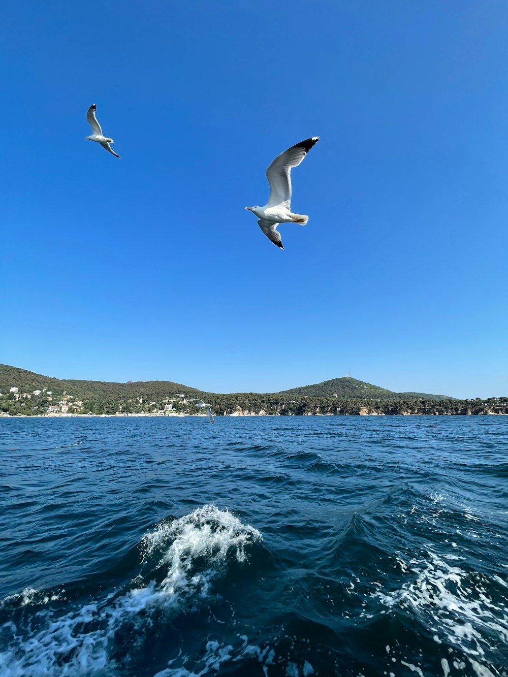 two seagulls flying over a body of water