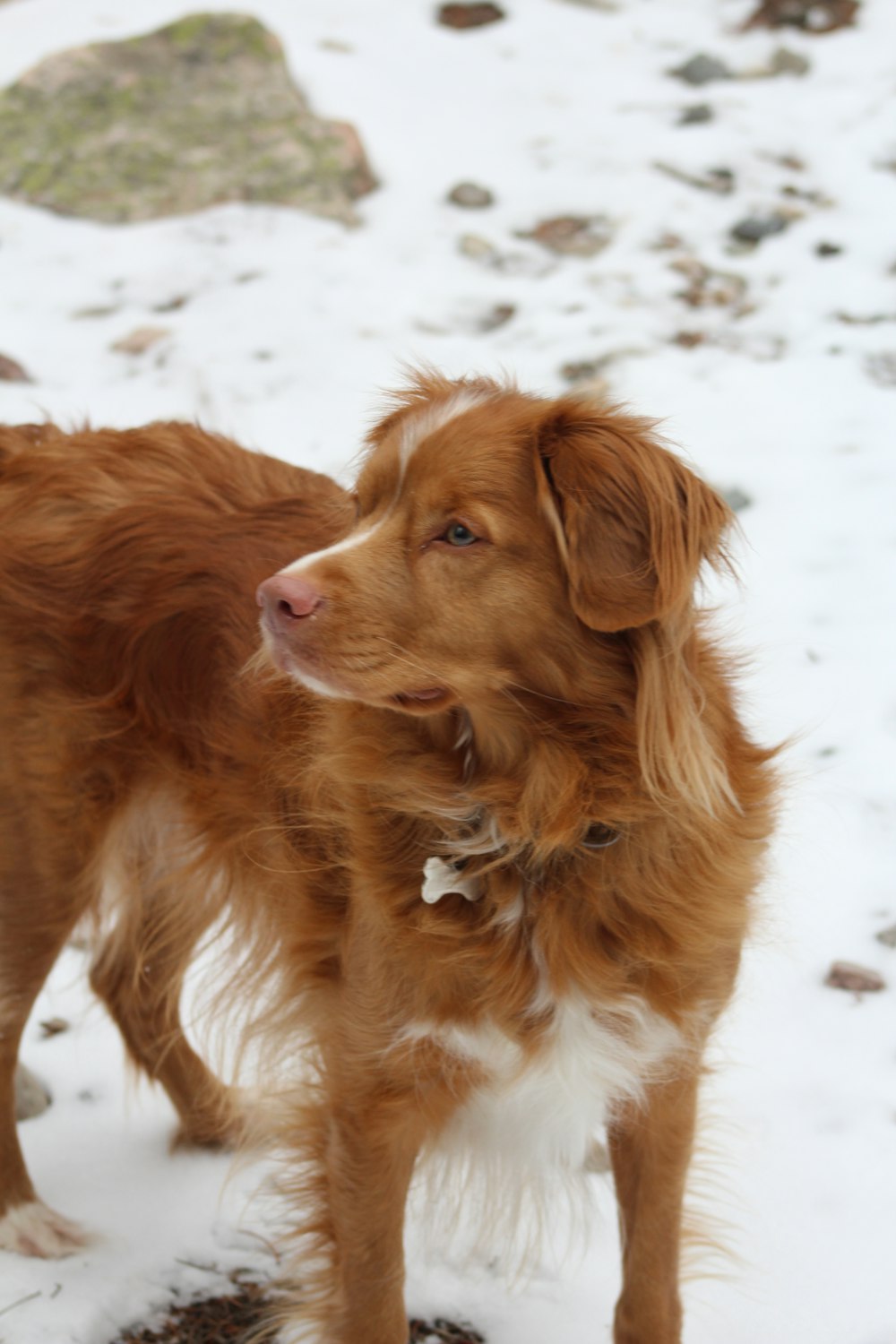 a brown and white dog standing in the snow