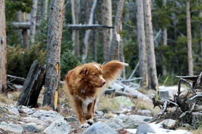 a brown dog walking through a forest filled with trees