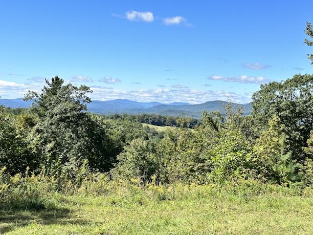 A serene landscape showcasing a lush green forest with a clear blue sky.
