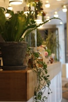 A cozy indoor setting featuring a variety of lush green plants in ceramic pots. The plants are arranged on a wooden surface with hanging overhead lights creating a warm ambiance. The background includes blurred lights and out-of-focus elements contributing to a serene atmosphere.