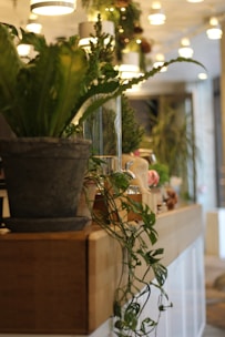 A variety of lush green plants arranged beautifully in a cozy indoor setting.
