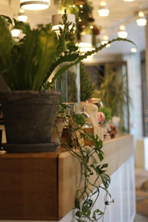 A cozy indoor setting featuring a variety of lush green plants in ceramic pots. The plants are arranged on a wooden surface with hanging overhead lights creating a warm ambiance. The background includes blurred lights and out-of-focus elements contributing to a serene atmosphere.