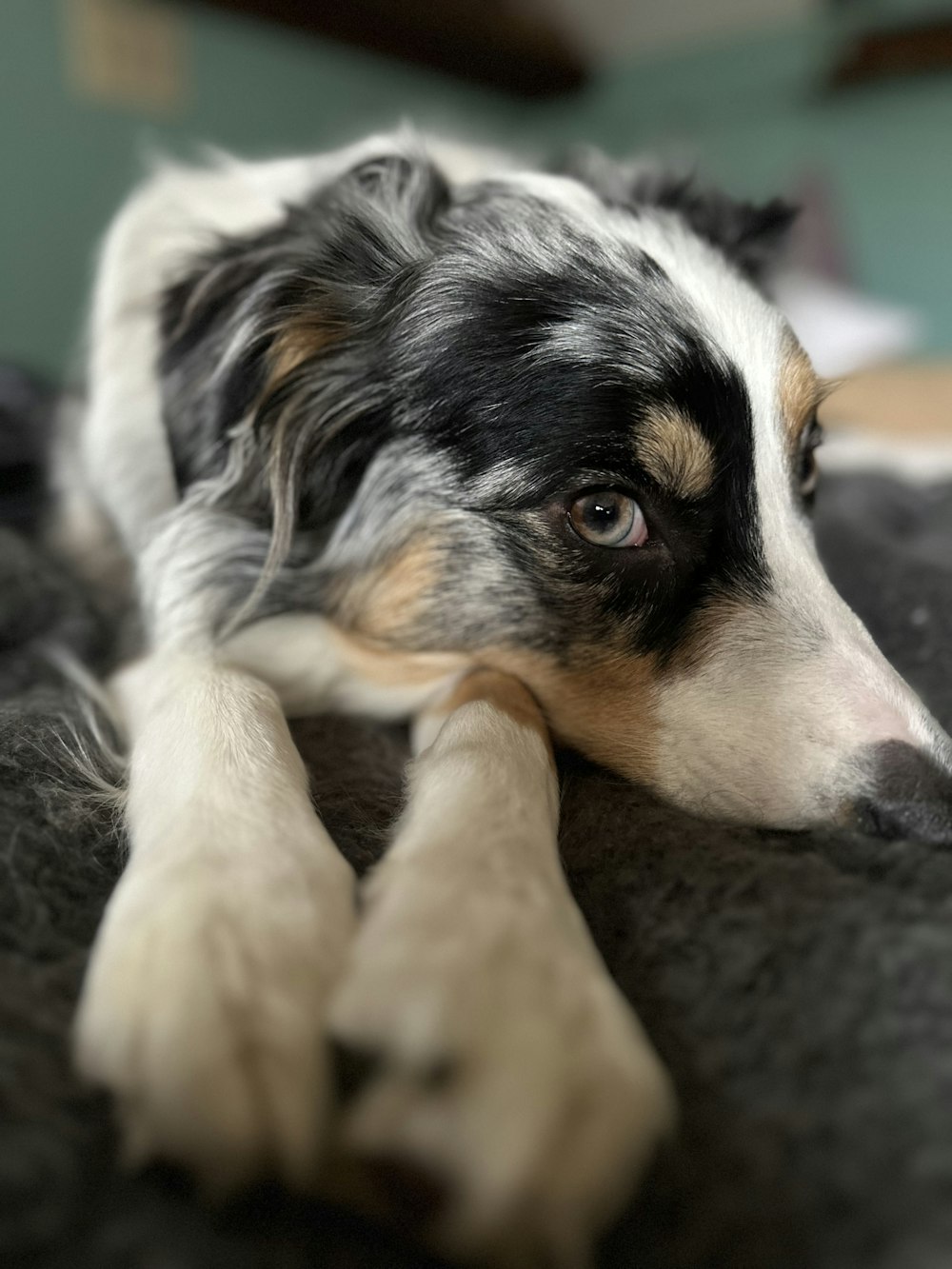 a close up of a dog laying on a bed