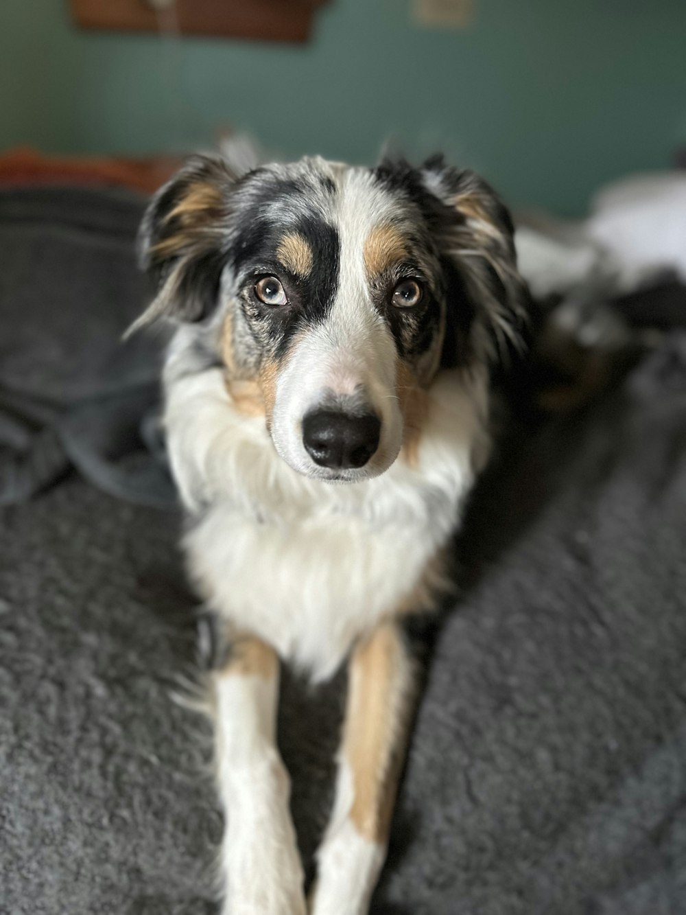 a close up of a dog laying on a bed