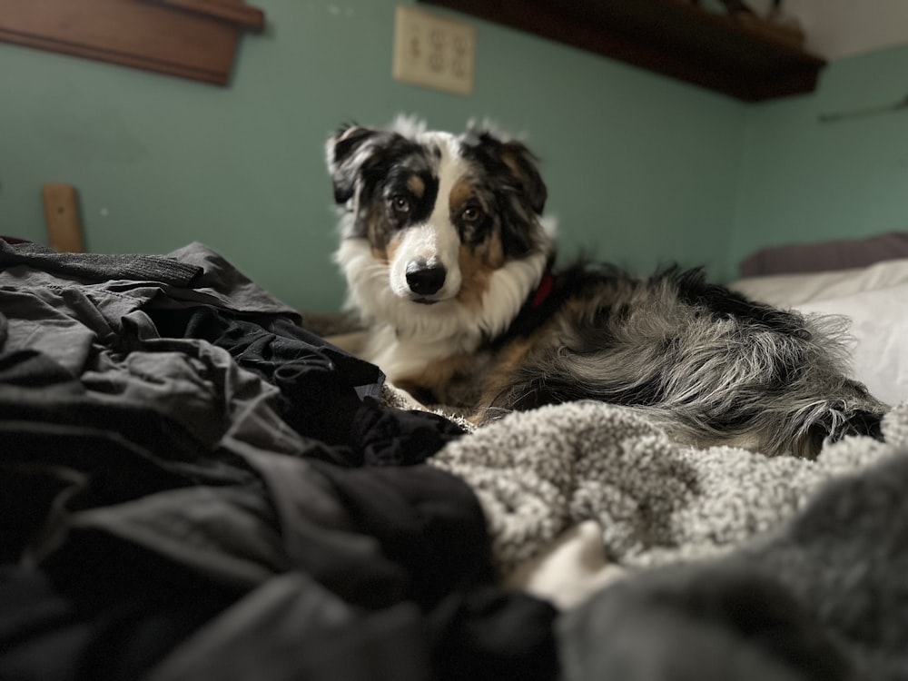 Un perro acostado encima de una cama cubierto con mantas