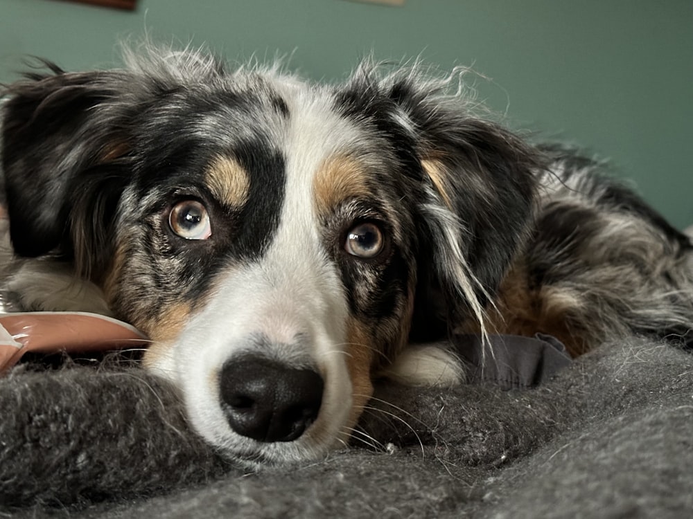 a close up of a dog laying on a bed