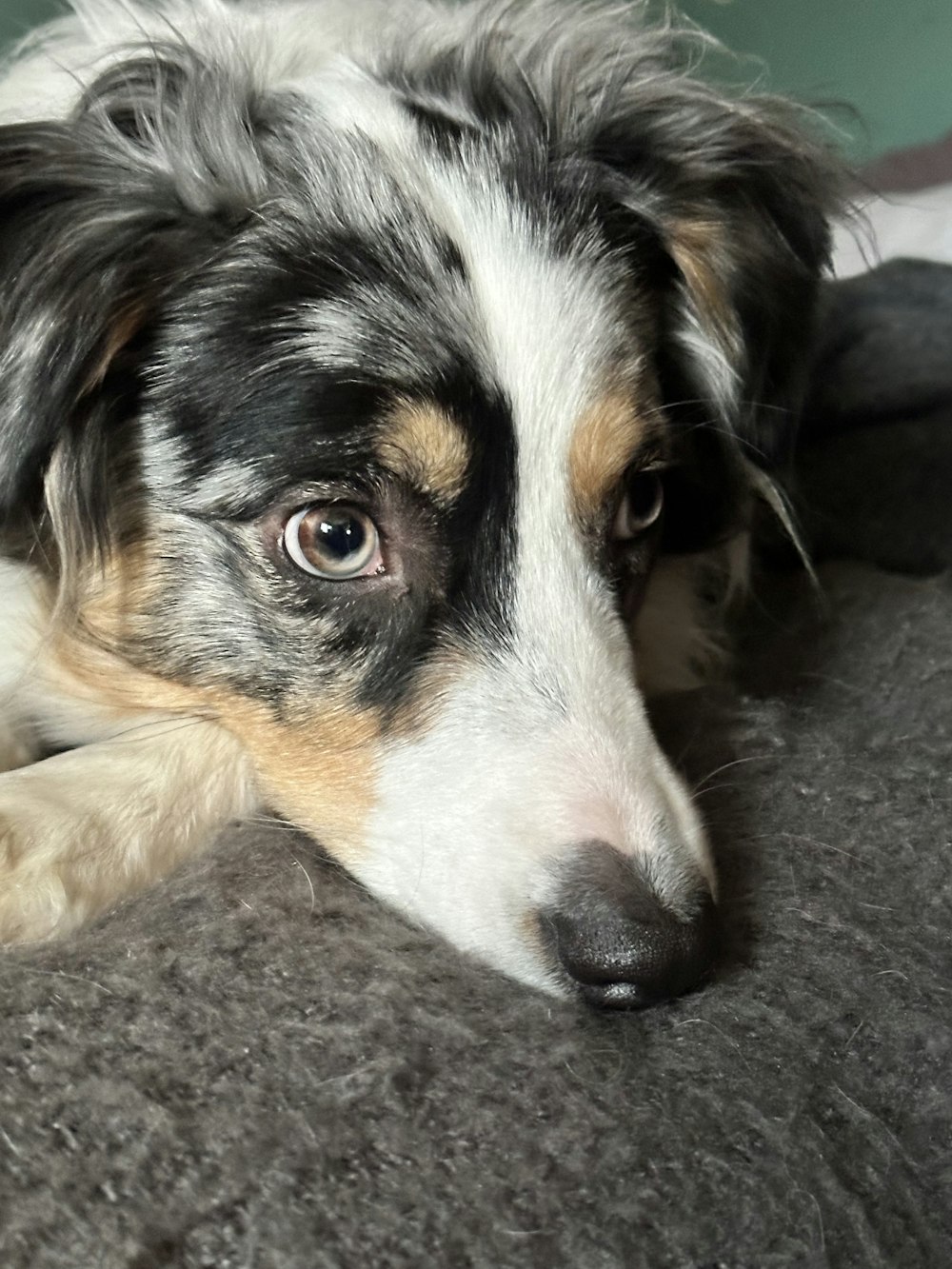 a close up of a dog laying on a bed