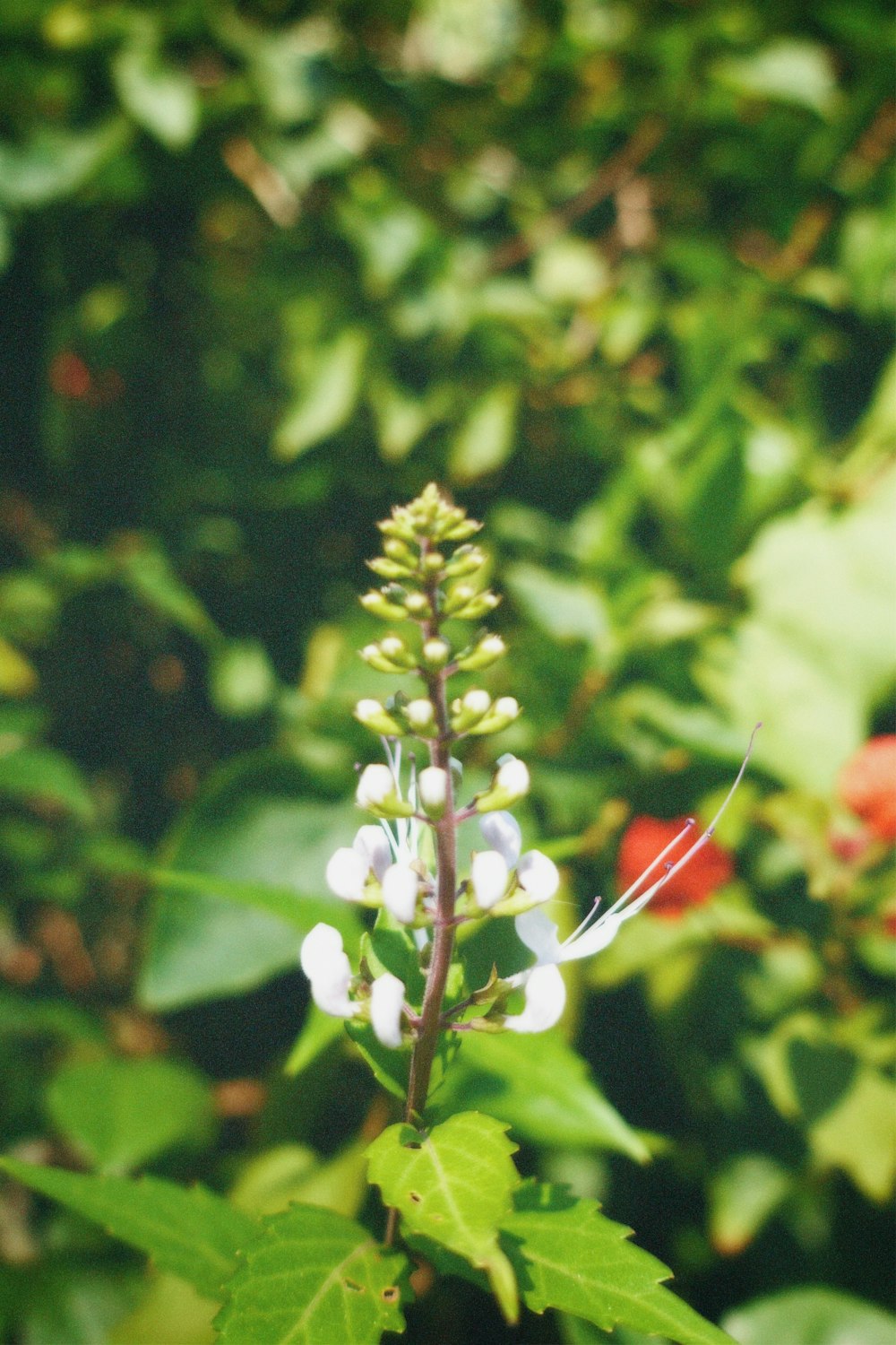 a close up of a white flower with green leaves