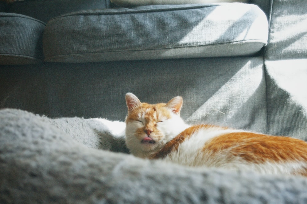 an orange and white cat sleeping on a couch