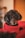 Adorable black poodle wearing a red knitted sweater, looking directly at the camera with a cozy, indoor background that is slightly blurred.