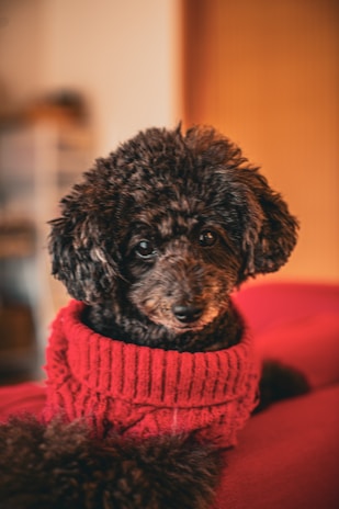 Adorable black poodle wearing a red knitted sweater, looking directly at the camera with a cozy, indoor background that is slightly blurred.