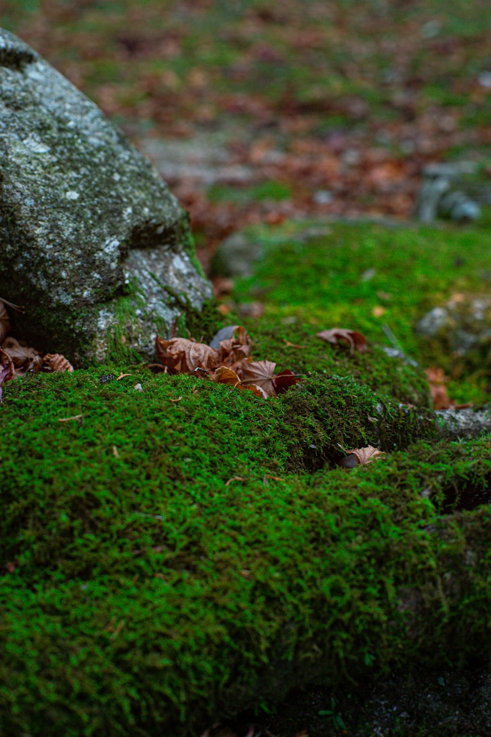 a rock covered in green moss in the woods