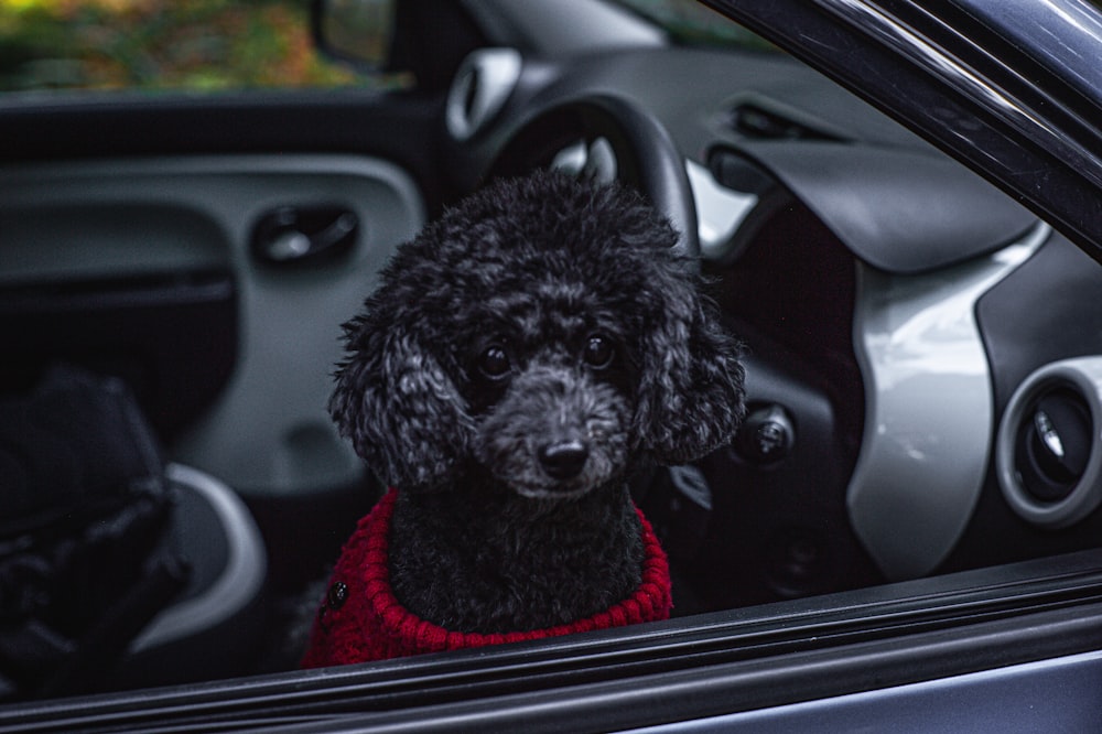 a black poodle sitting in the driver's seat of a car