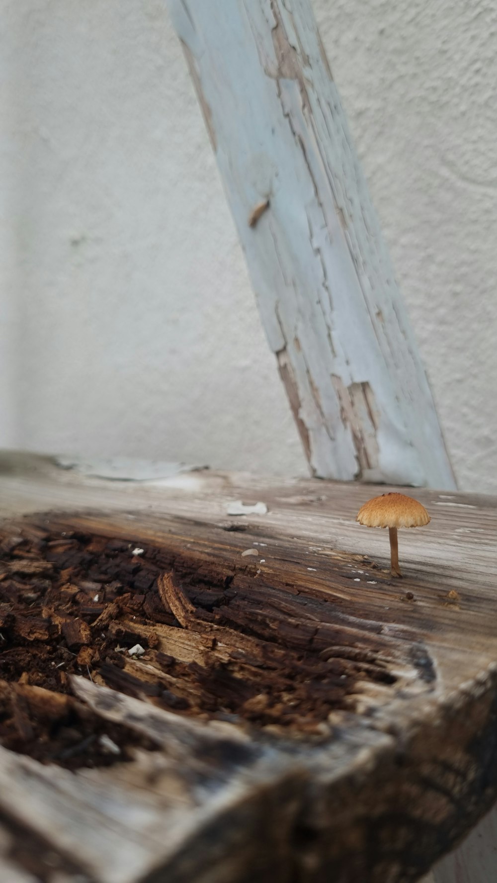 나무 테이블 위에 앉아있는 버섯