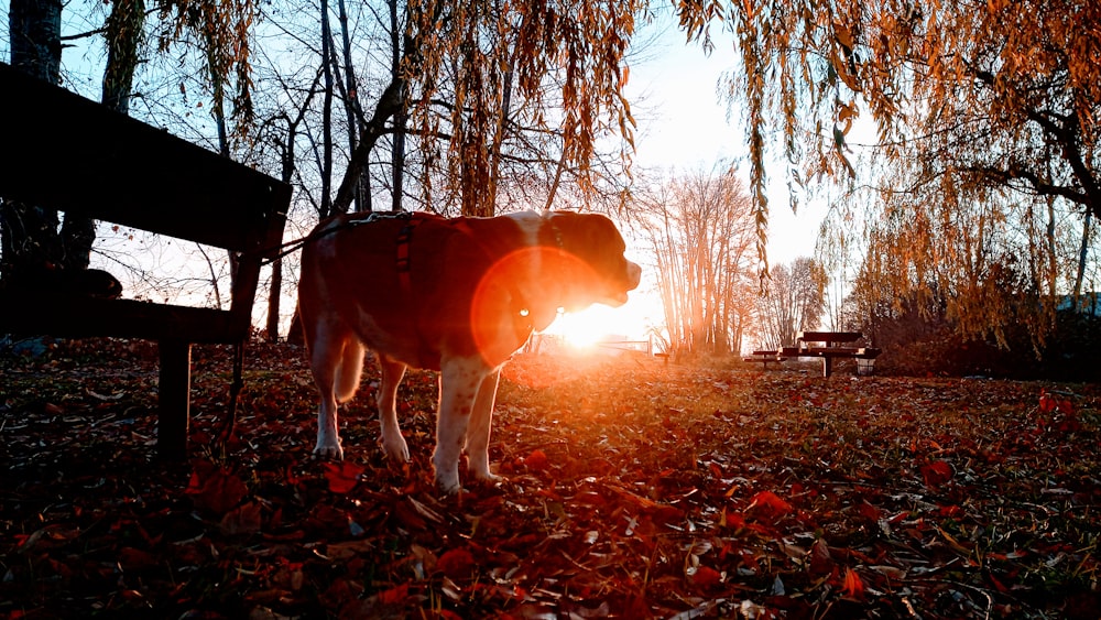 a dog is standing in the leaves near a bench