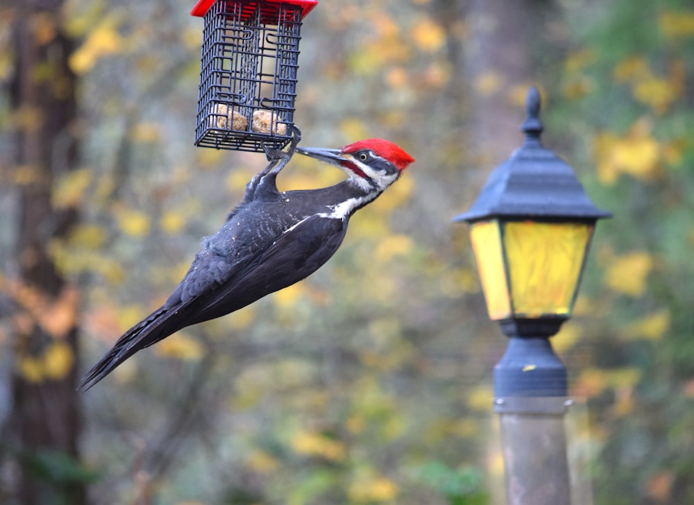 un uccello che sta in piedi su una mangiatoia per uccelli
