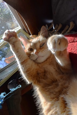 A ginger cat stretching lazily on a sunny windowsill, soaking up the warmth.