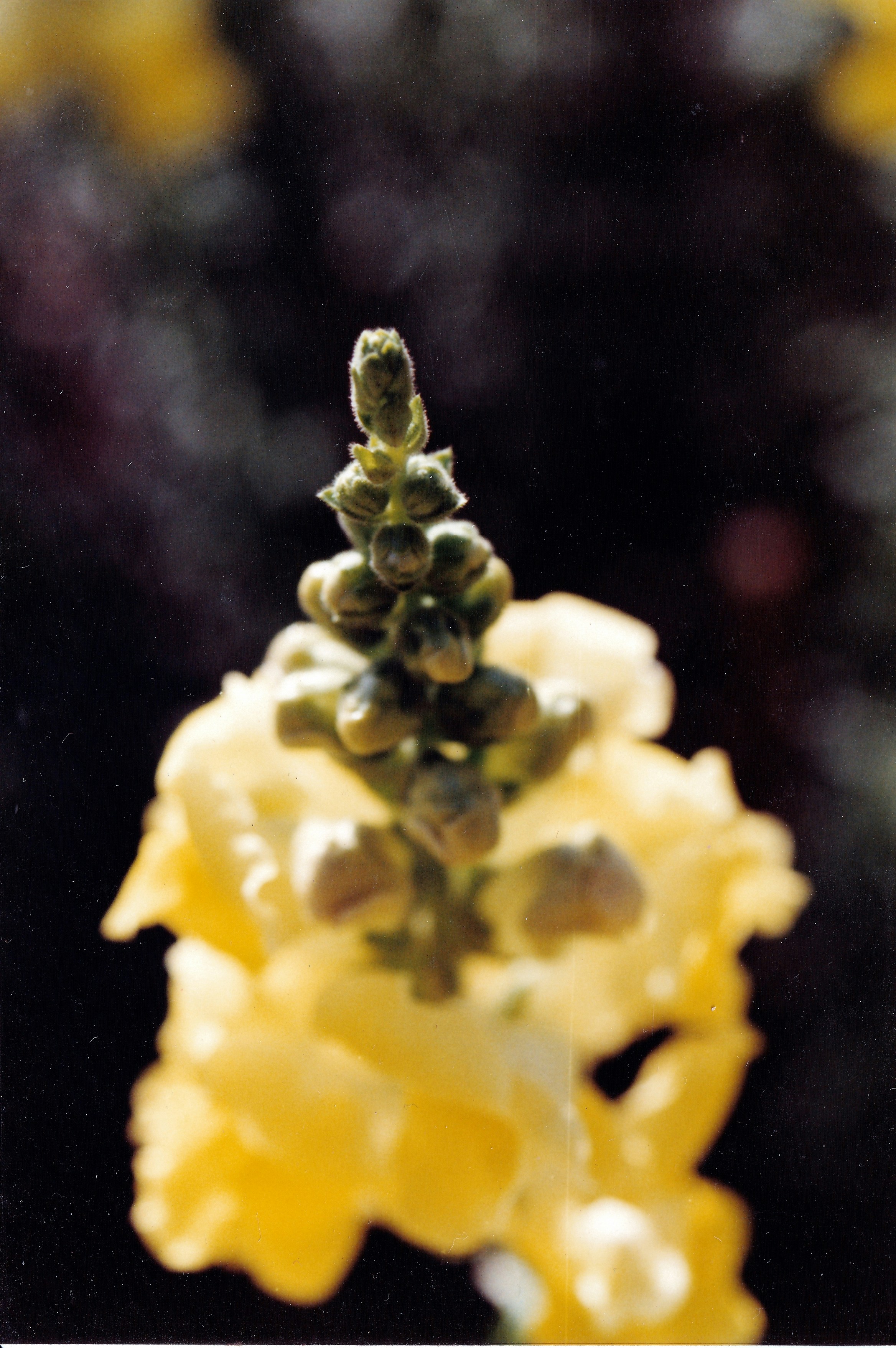 a close up of a yellow flower with water droplets on it