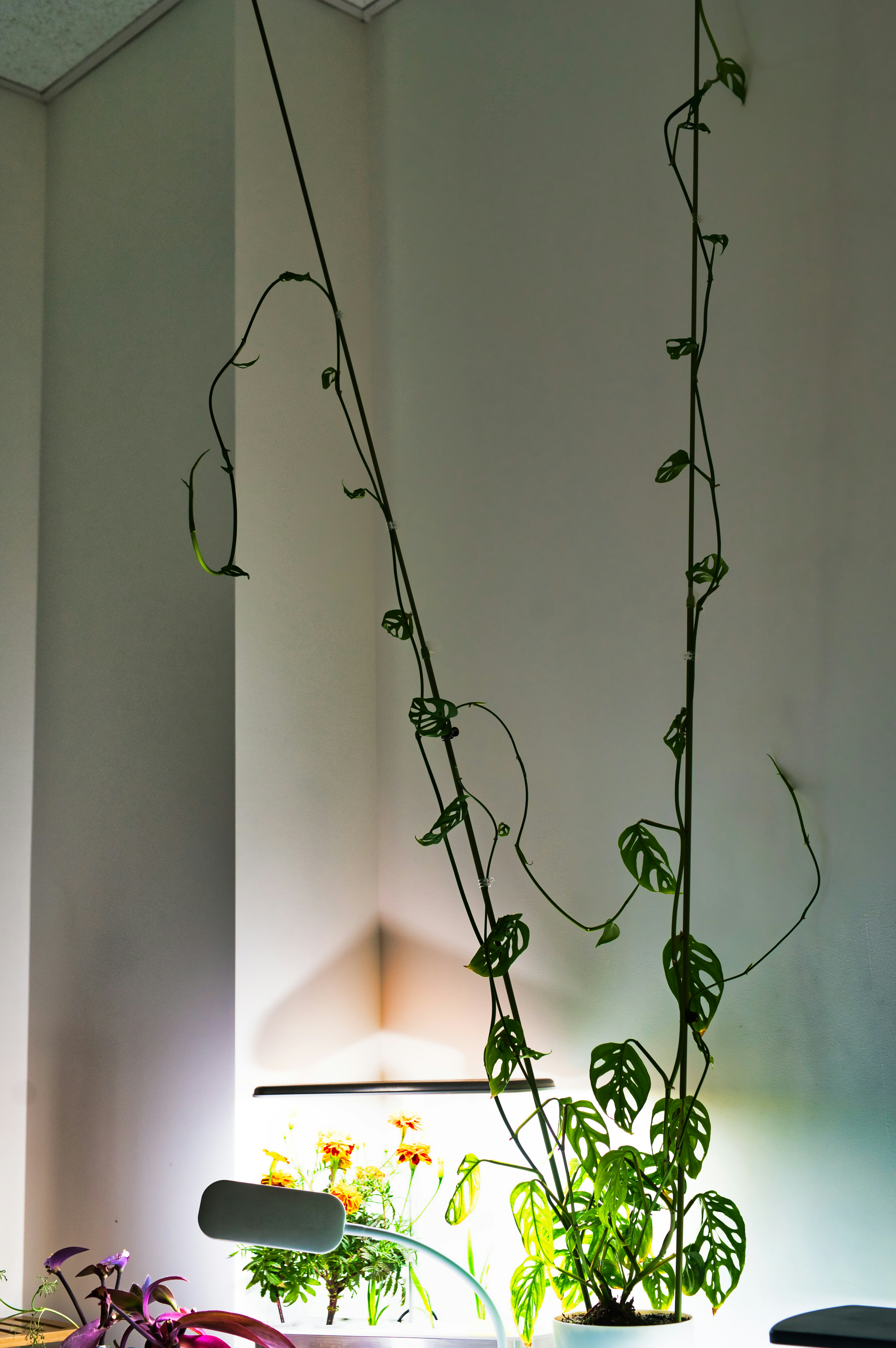 Photo by cesarparcero