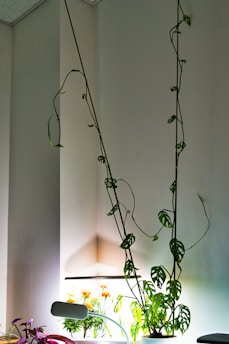 Tall, slender green vines with sparse leaves extend upwards along a white indoor wall. Below the vines, a variety of potted plants, some with broad leaves and others with colorful flowers, are situated near a source of light. The area is softly illuminated, creating a calm and peaceful atmosphere.