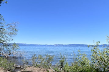 The image features a serene lake with clear blue water extending to the horizon. In the foreground, there are green plants along the shoreline, and a few branches extend into the view from the left side. Distant mountains are visible under a cloudless blue sky, enhancing the tranquil scenery.
