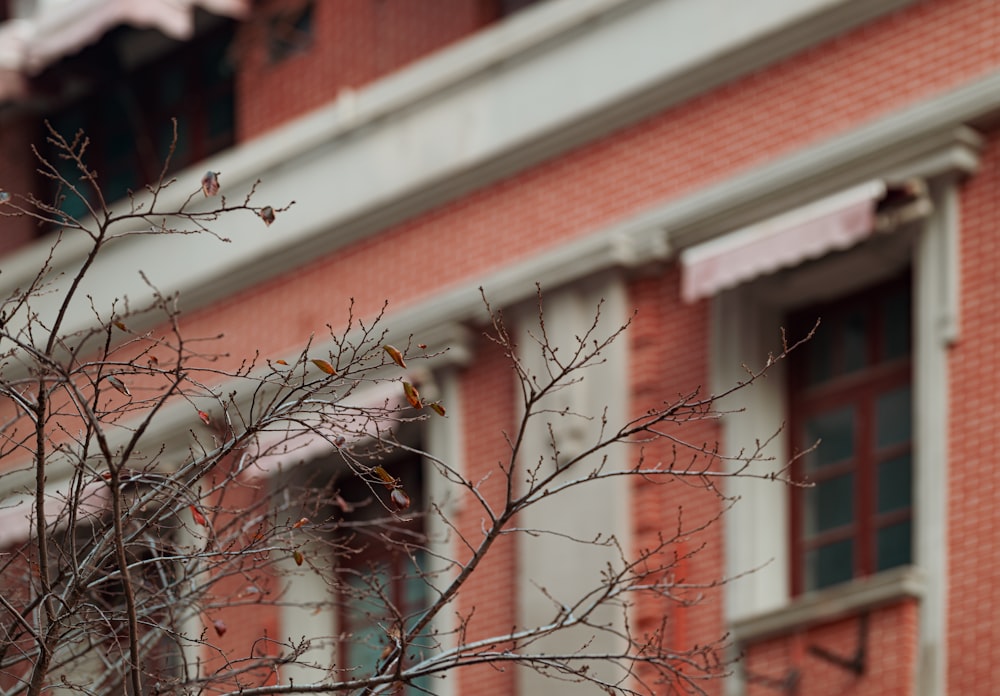 a tree with no leaves in front of a red brick building