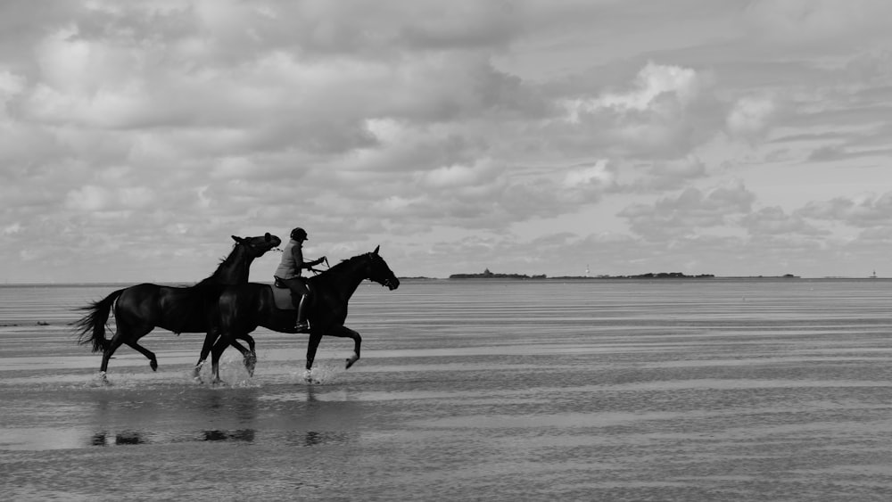 a couple of horses that are standing in the water