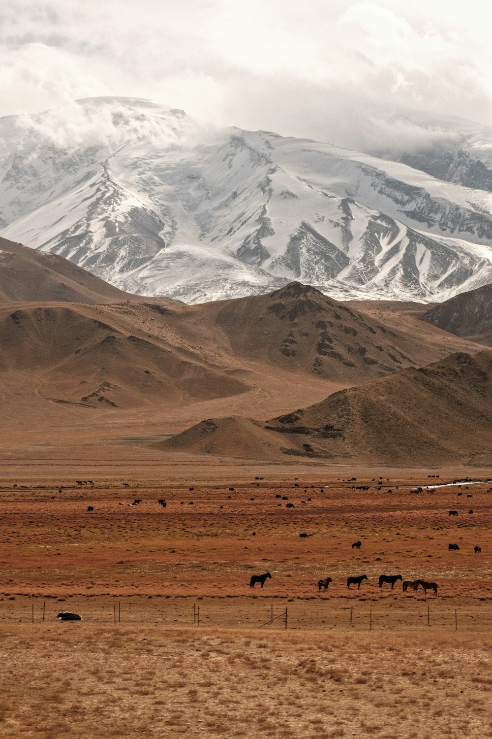 a herd of cattle grazing in a field with mountains in the background