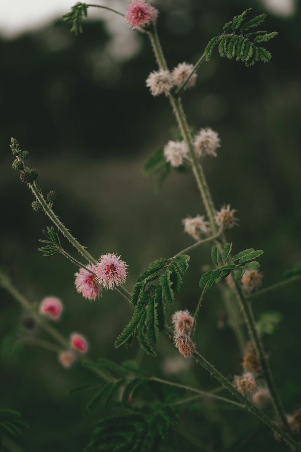 a close up of a plant with pink flowers