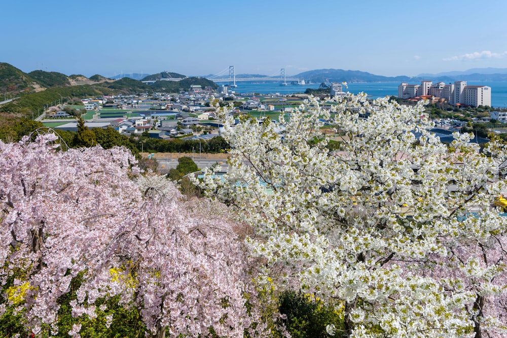 uma vista de uma cidade de uma colina com flores de cerejeira