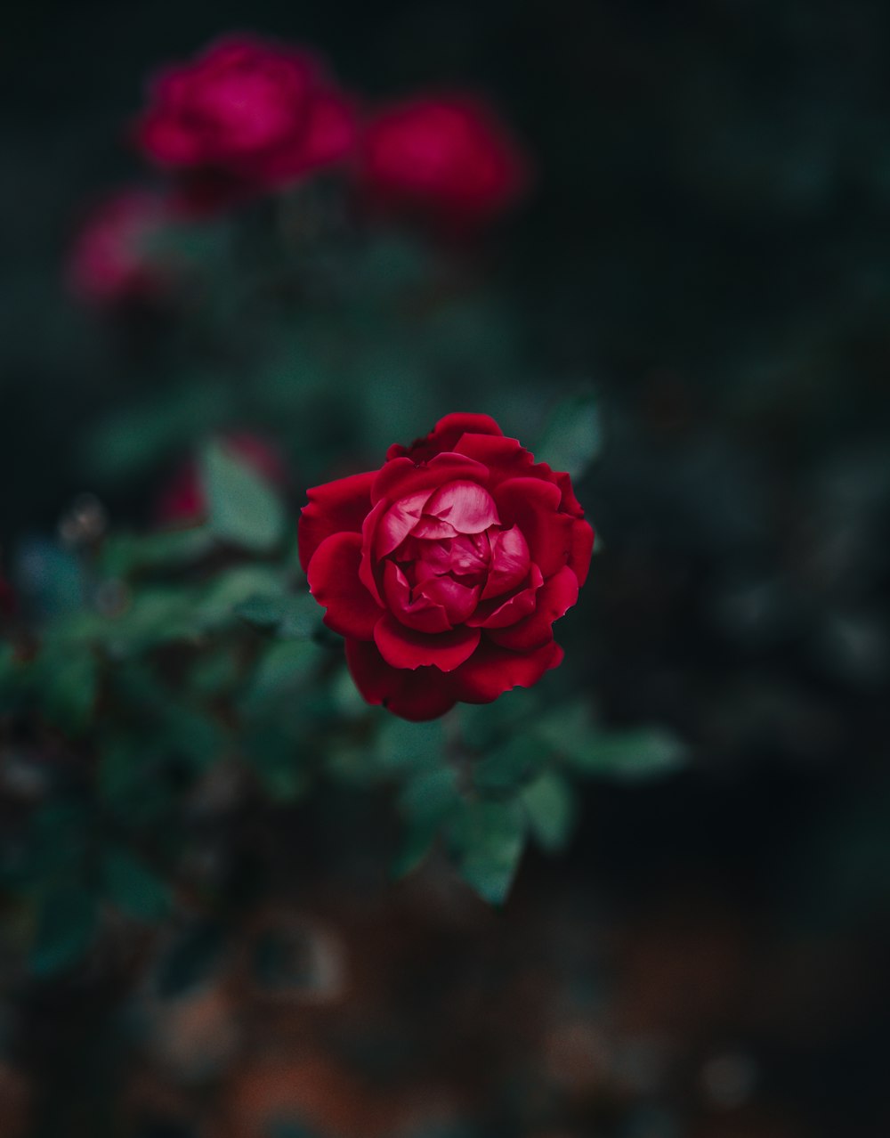 a red rose is blooming in a garden