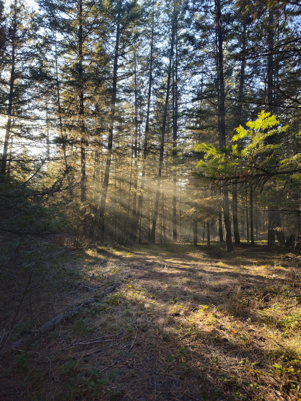 the sun is shining through the trees in the woods