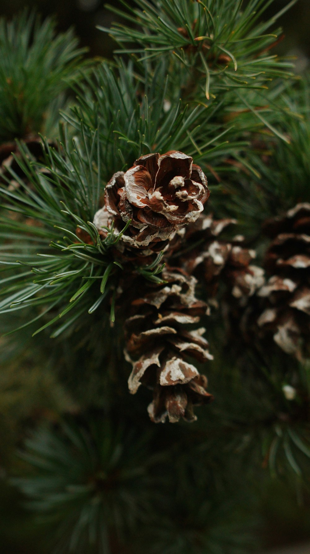 a close up of a pine cone on a pine tree