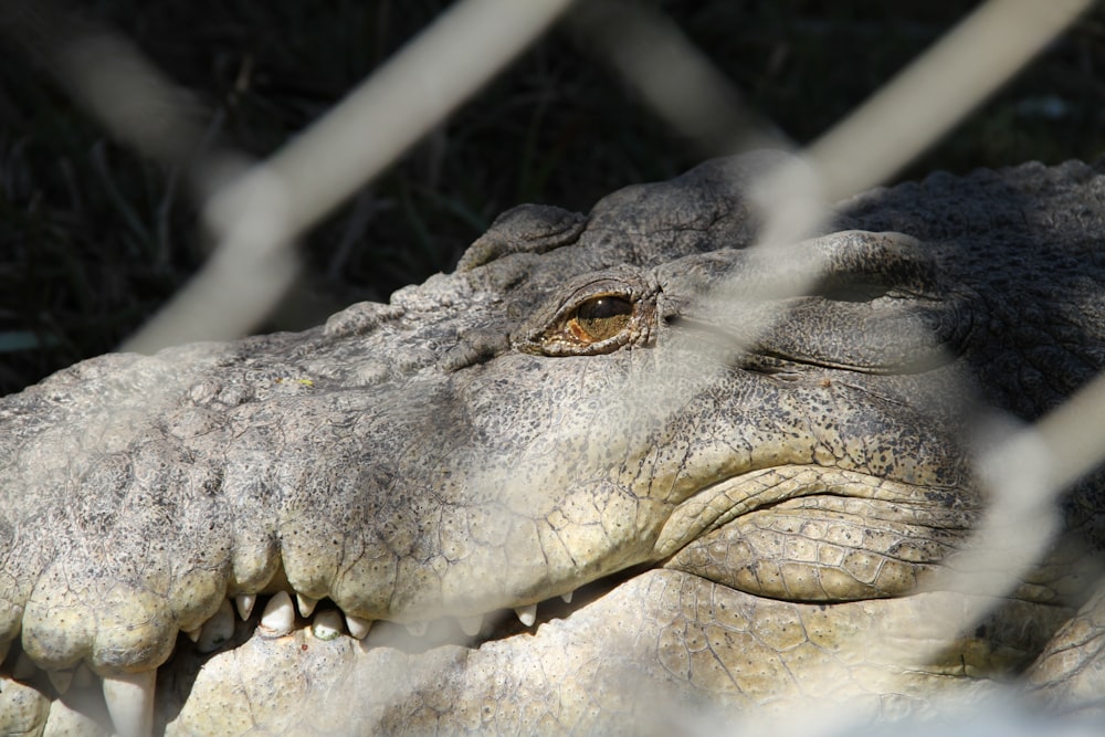 a close up of an alligator's head through a fence