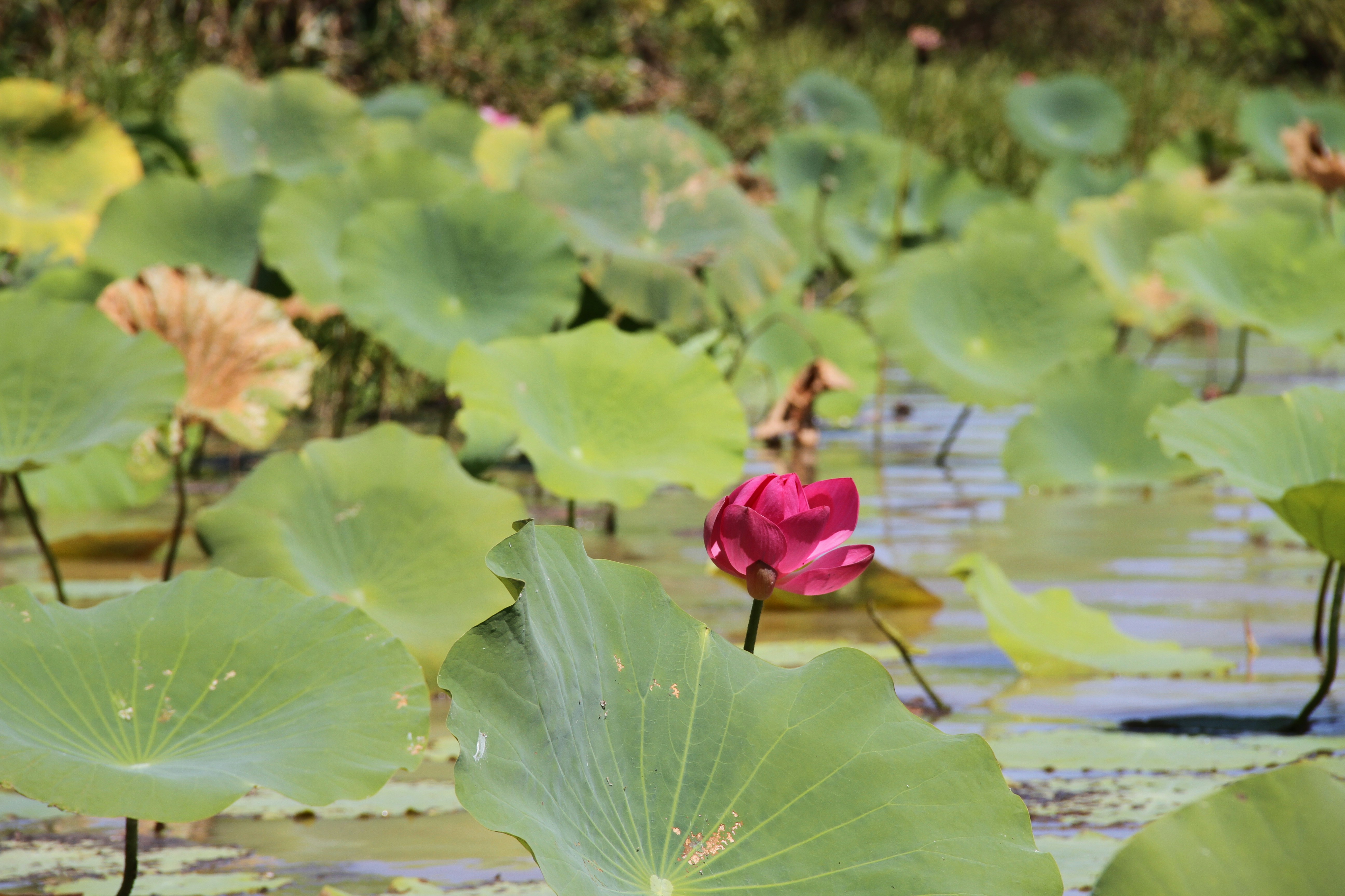 Photo by paulvanlieshouthunt