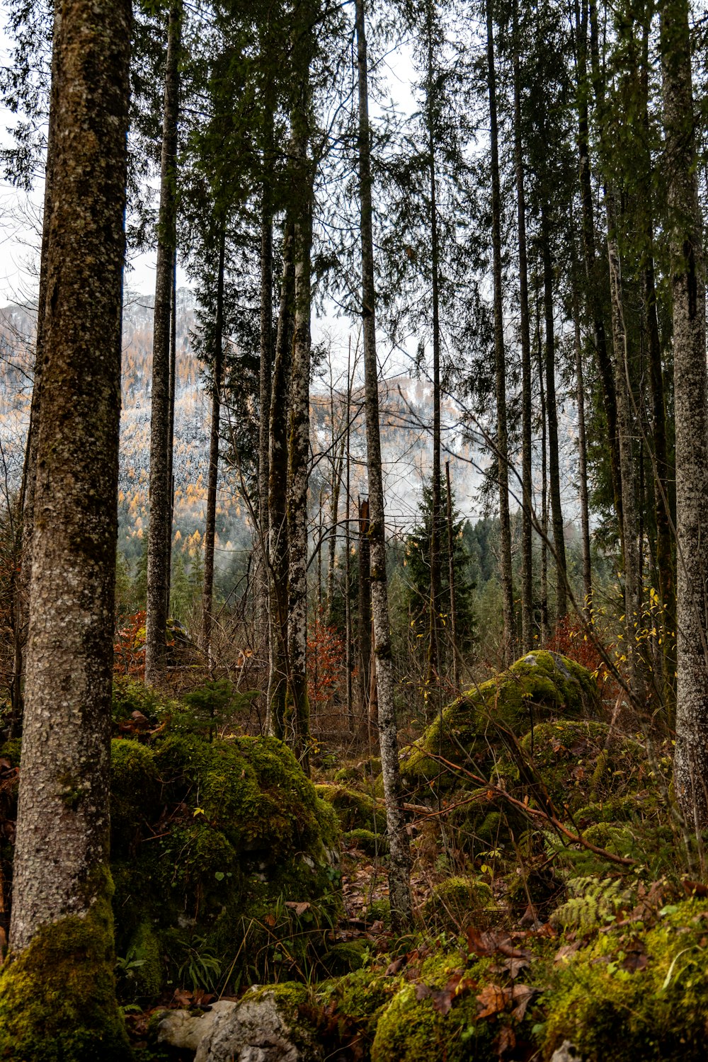 a forest filled with lots of tall trees