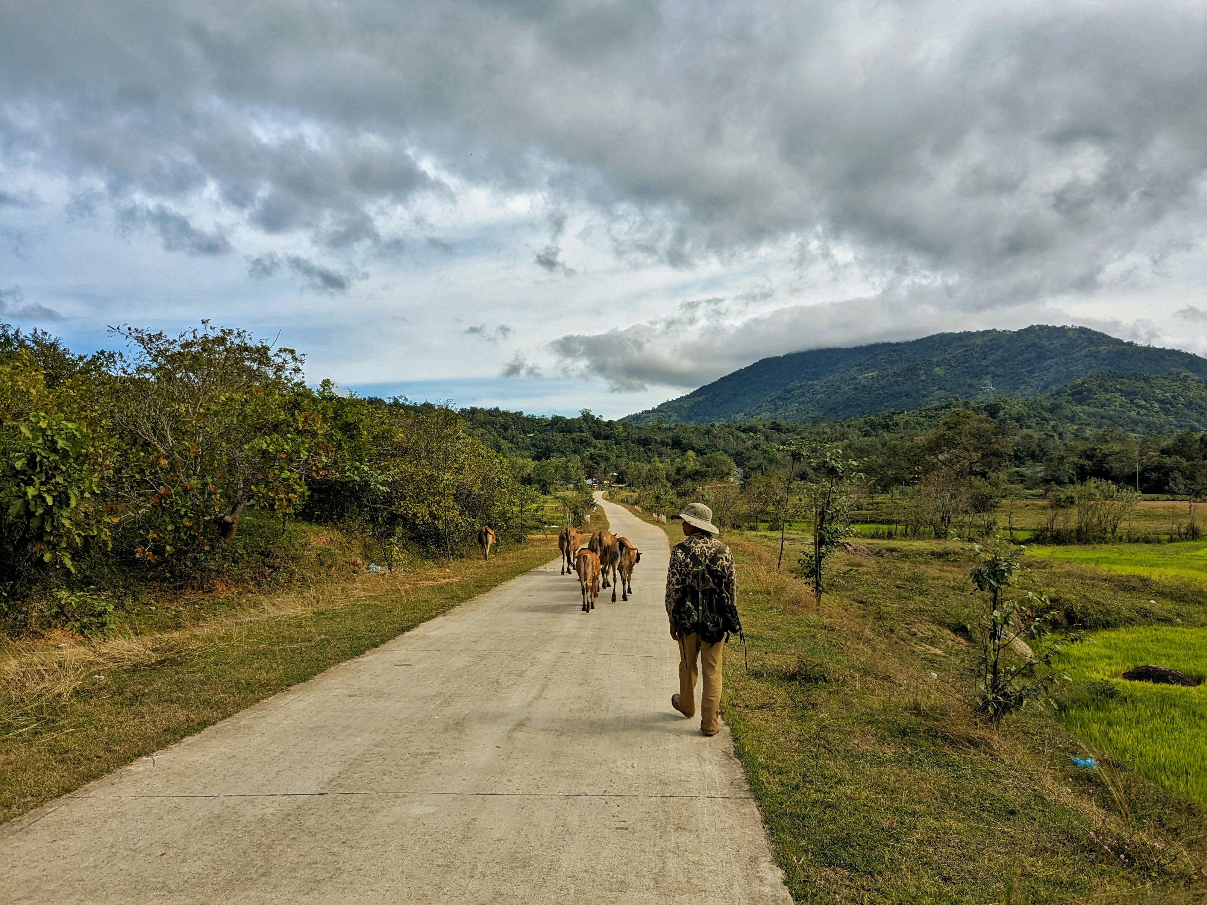 A person wearing a hat and camouflage jacket walks along a rural road with several cows in front of them. The road is surrounded by greenery, and there are hills or mountains in the background under a cloudy sky.