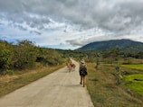 A person wearing a hat and camouflage jacket walks along a rural road with several cows in front of them. The road is surrounded by greenery, and there are hills or mountains in the background under a cloudy sky.