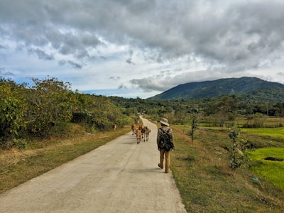 A person wearing a hat and camouflage jacket walks along a rural road with several cows in front of them. The road is surrounded by greenery, and there are hills or mountains in the background under a cloudy sky.