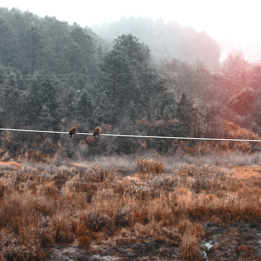 two birds sitting on a wire in a field