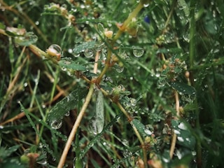 Close-up of droplets collected from clouds nourishing a vibrant garden.