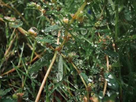 Close-up of droplets collected from clouds nourishing a vibrant garden.