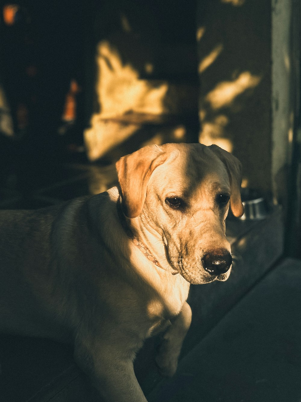 a dog laying on the ground in the sun