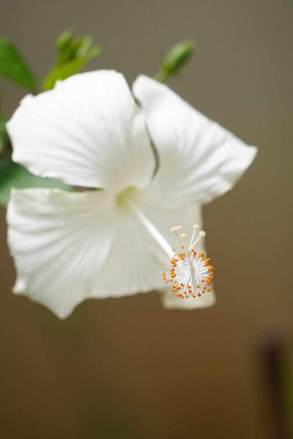 a close up of a white flower with green leaves